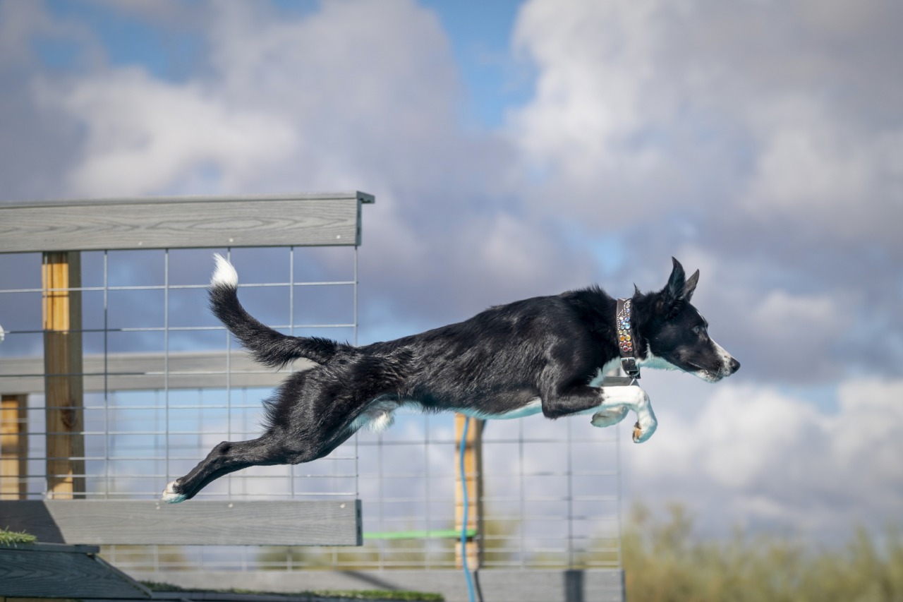 NADD Dock Diving - March 27-29