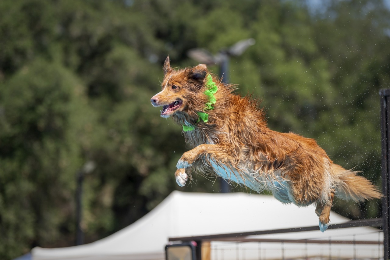 NADD Dock Diving - Valley Center May 22-25